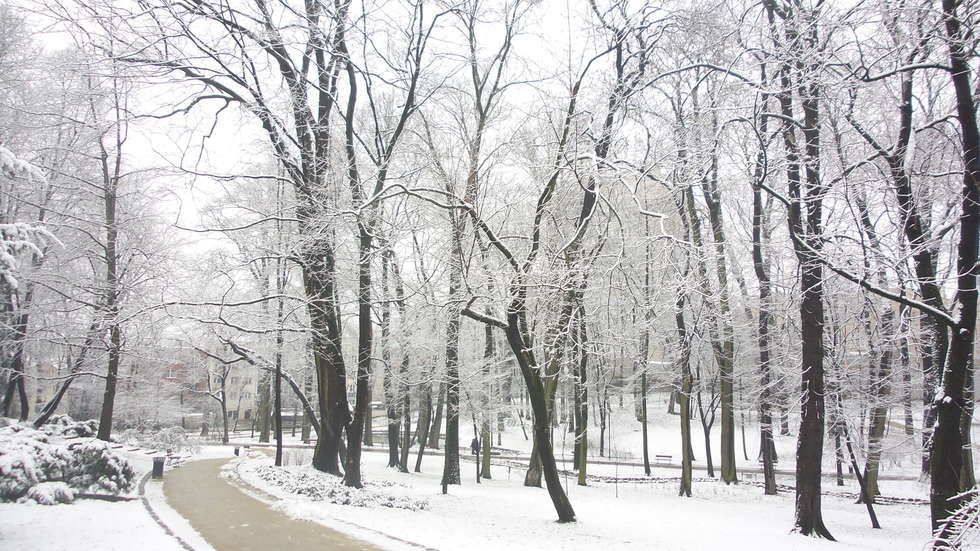  Zimowy Ogród Saski  - Autor: Krystian Lendas