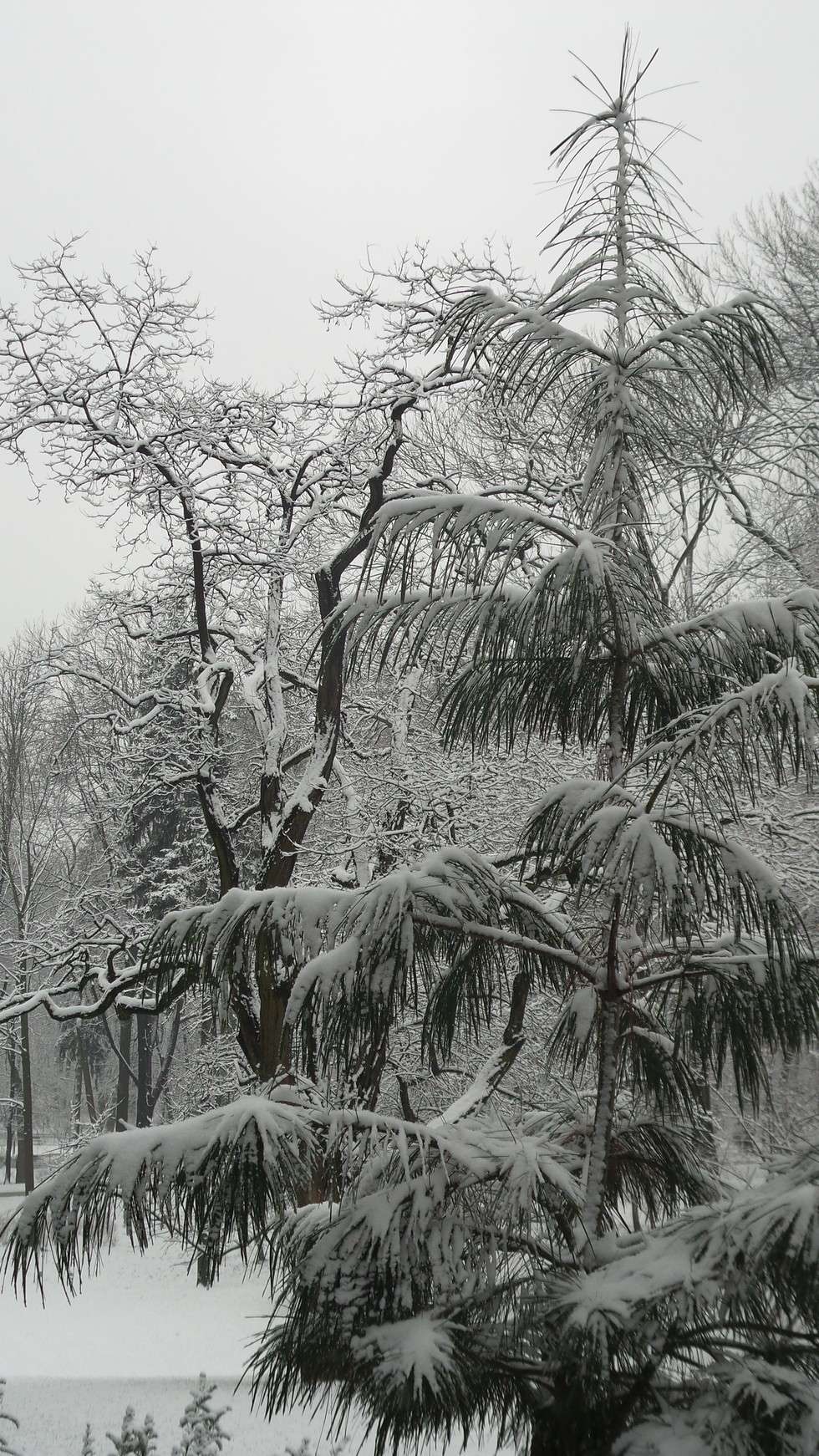  Zimowy Ogród Saski (zdjęcie 9) - Autor: Krystian Lendas