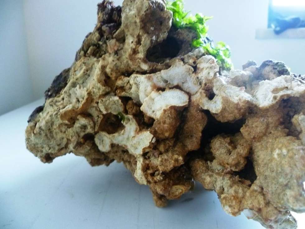  Rafa koralowa z przemytu (zdjęcie 8) - Autor: Izba Celna w Białej Podlaskiej