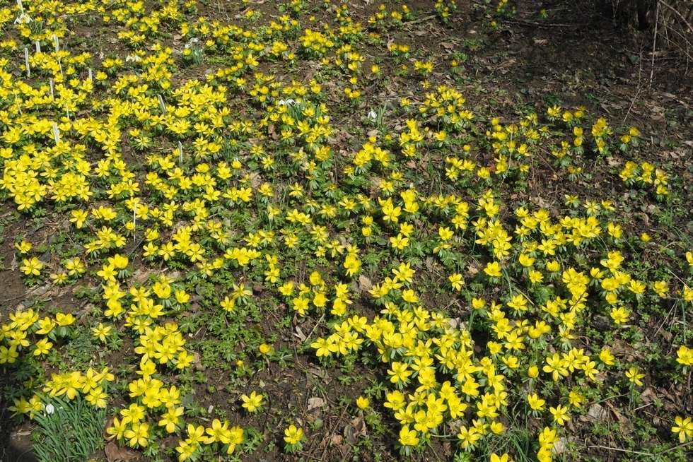  Wiosna w Ogrodzie Botanicznym w Lublinie (zdjęcie 4) - Autor: Maciej Kaczanowski 