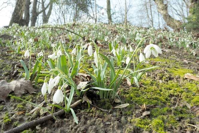 Wiosna w Ogrodzie Botanicznym w Lublinie - Autor: Maciej Kaczanowski 