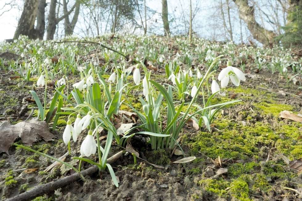  Wiosna w Ogrodzie Botanicznym w Lublinie (zdjęcie 1) - Autor: Maciej Kaczanowski 