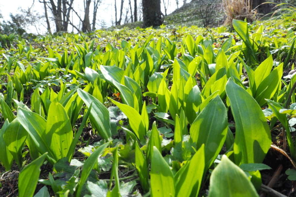  Wiosna w botaniku: wkrótce otwarcie dla zwiedzajacych (zdjęcie 10) - Autor: Maciej Kaczanowski