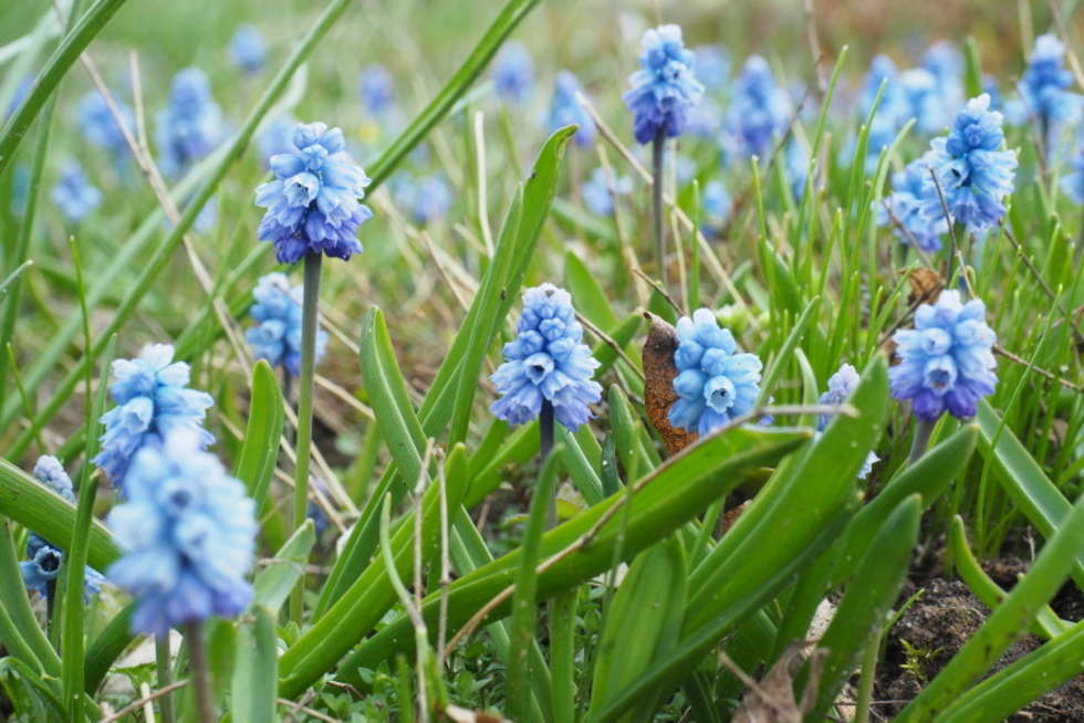  Wiosna w botaniku: wkrótce otwarcie dla zwiedzajacych (zdjęcie 14) - Autor: Maciej Kaczanowski