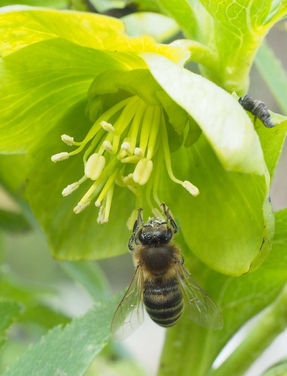  Wiosna w botaniku: wkrótce otwarcie dla zwiedzajacych (zdjęcie 3) - Autor: Maciej Kaczanowski