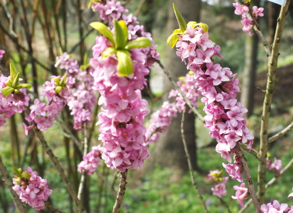  Wiosna w botaniku: wkrótce otwarcie dla zwiedzajacych (zdjęcie 11) - Autor: Maciej Kaczanowski