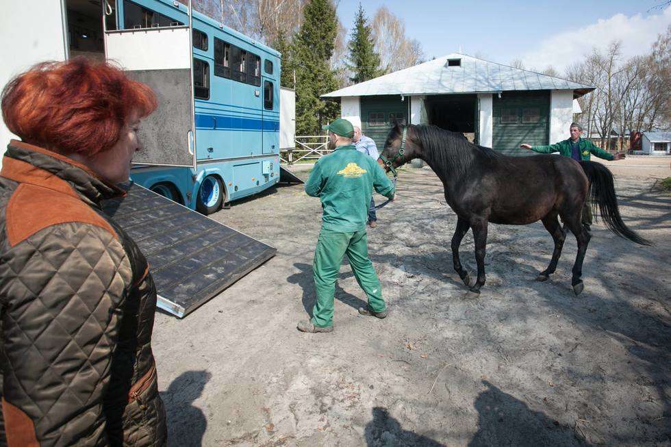  Shirley Watts zabrała swoje konie ze stadniny w Janowie Podlaskim (zdjęcie 2) - Autor: Jacek Szydłowski