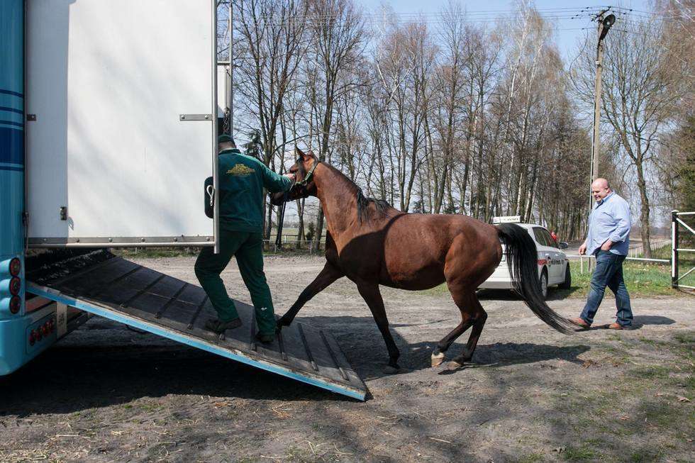  Shirley Watts zabrała swoje konie ze stadniny w Janowie Podlaskim (zdjęcie 4) - Autor: Jacek Szydłowski