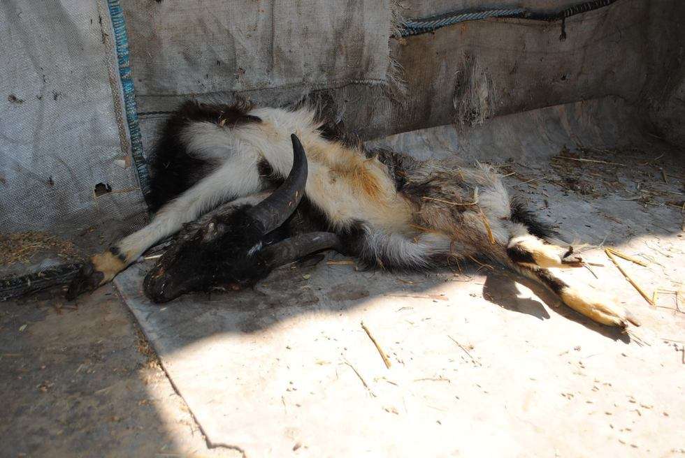  Skandaliczne warunki w nielegalnej hodowli psów (zdjęcie 3) - Autor: Fundacja EX LEGE