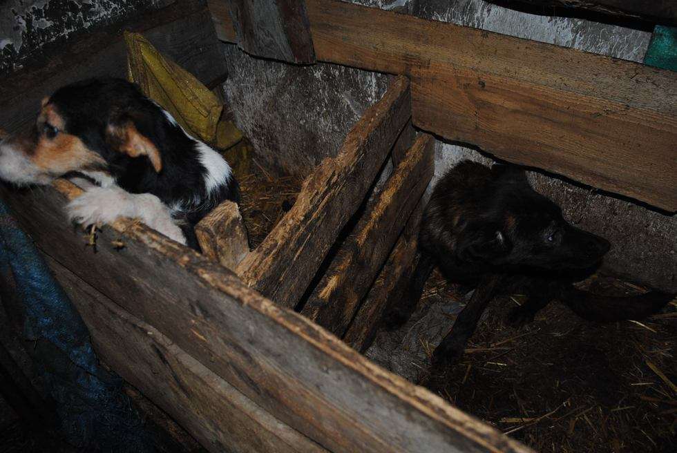  Skandaliczne warunki w nielegalnej hodowli psów (zdjęcie 11) - Autor: Fundacja EX LEGE