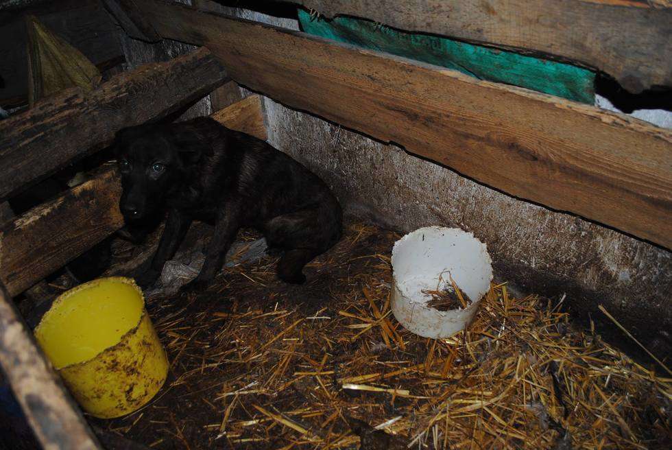  Skandaliczne warunki w nielegalnej hodowli psów (zdjęcie 16) - Autor: Fundacja EX LEGE