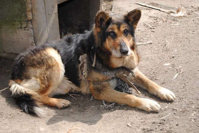 Skandaliczne warunki w nielegalnej hodowli psów
