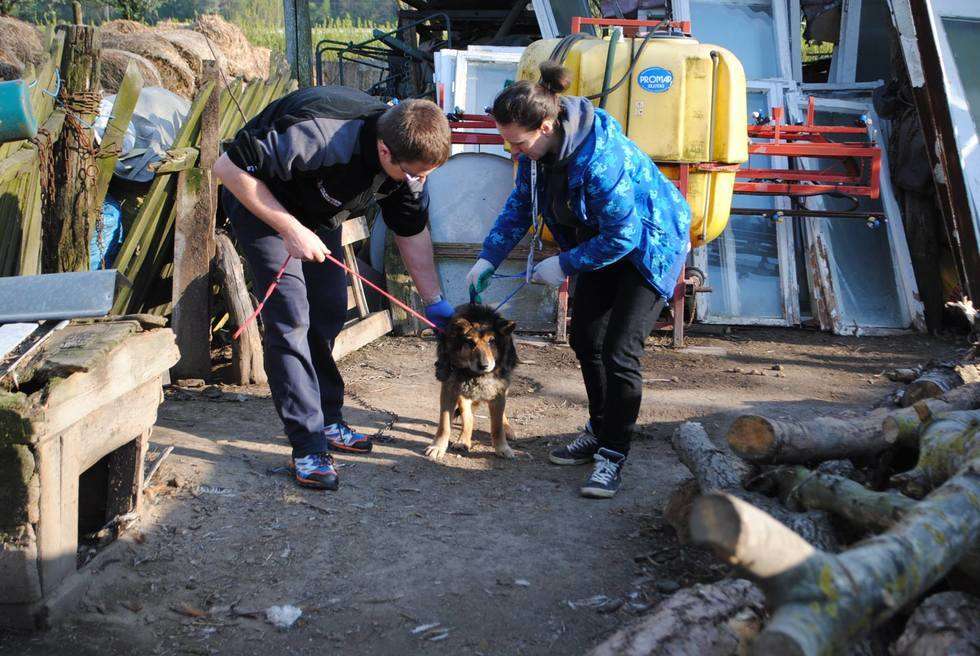  Skandaliczne warunki w nielegalnej hodowli psów (zdjęcie 4) - Autor: Fundacja EX LEGE