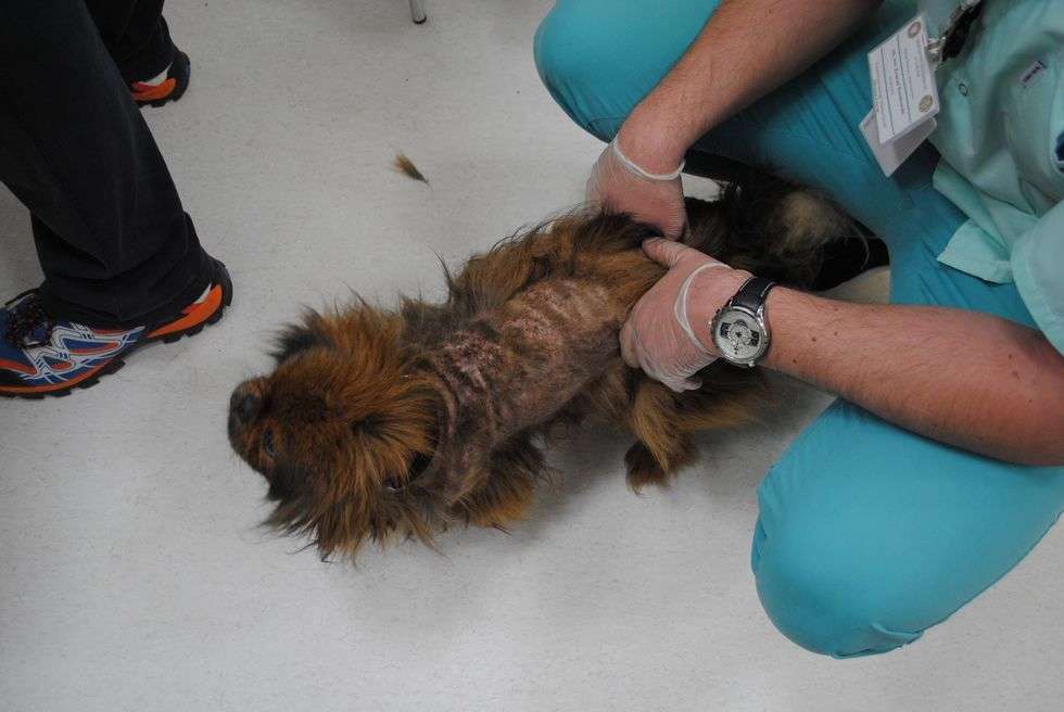  Skandaliczne warunki w nielegalnej hodowli psów (zdjęcie 13) - Autor: Fundacja EX LEGE