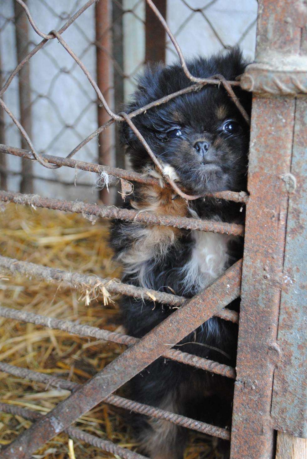  Skandaliczne warunki w nielegalnej hodowli psów (zdjęcie 8) - Autor: Fundacja EX LEGE