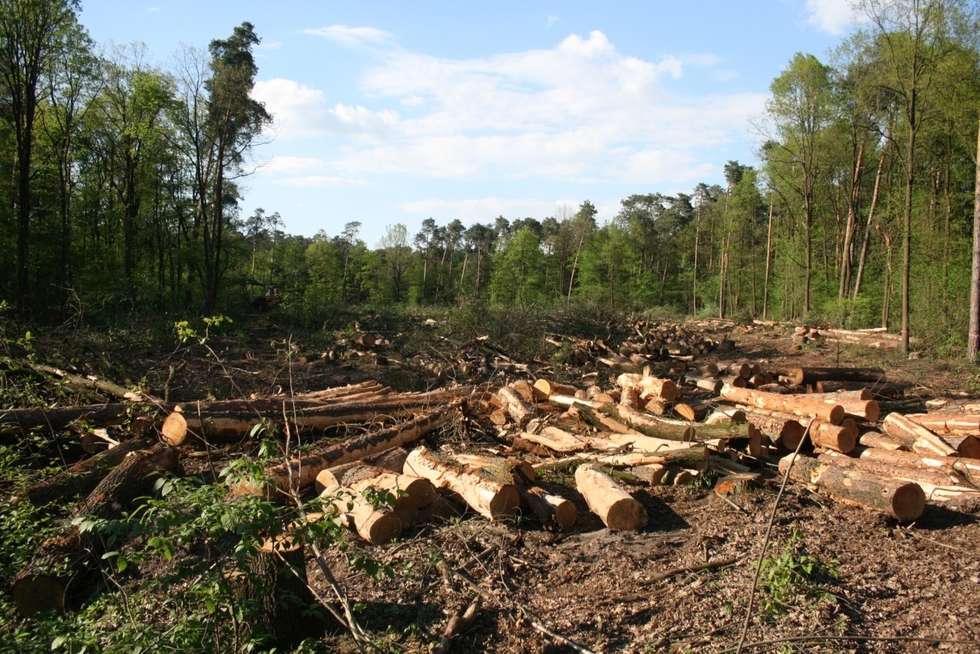  Wycinka drzew pod budowę II etapu obwodnicy Puław (zdjęcie 2) - Autor: Radosław Szczęch