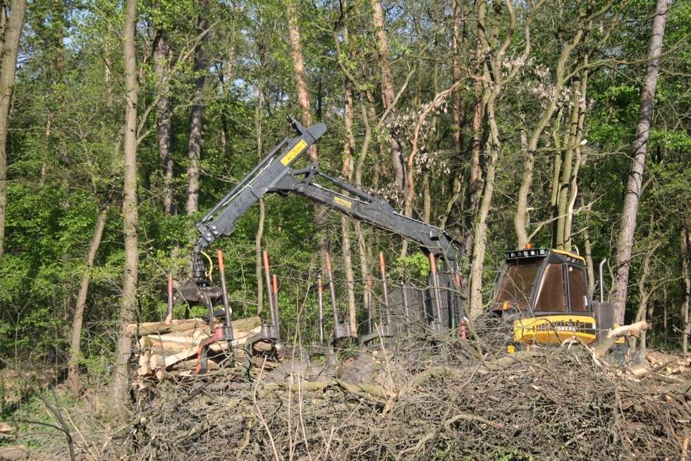  Wycinka drzew pod budowę II etapu obwodnicy Puław (zdjęcie 6) - Autor: Radosław Szczęch
