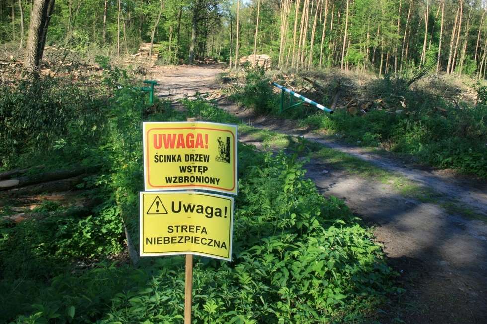  Wycinka drzew pod budowę II etapu obwodnicy Puław  - Autor: Radosław Szczęch