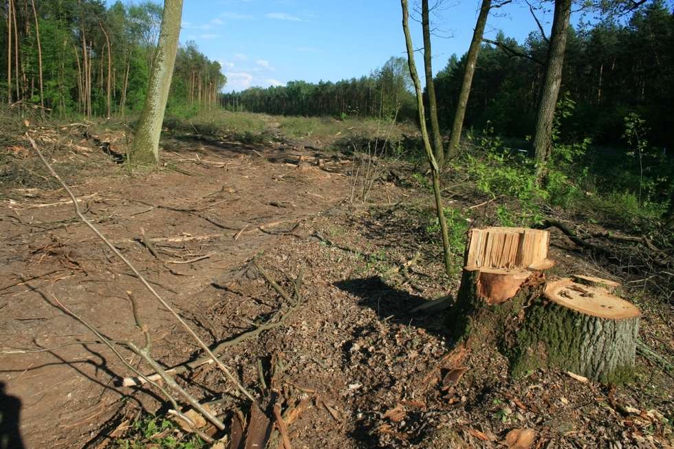  Wycinka drzew pod budowę II etapu obwodnicy Puław (zdjęcie 3) - Autor: Radosław Szczęch