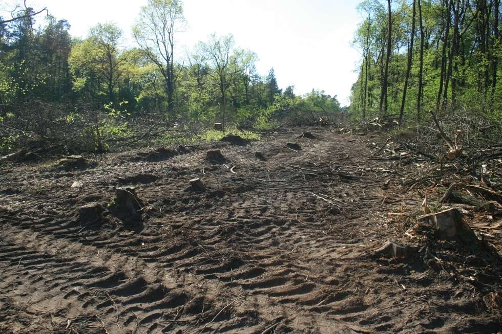  Wycinka drzew pod budowę II etapu obwodnicy Puław (zdjęcie 7) - Autor: Radosław Szczęch