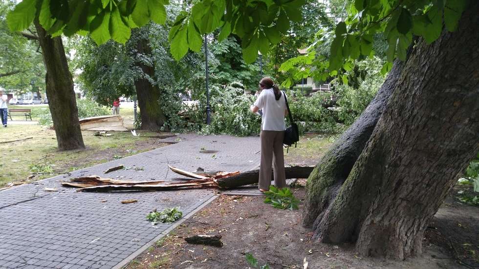  <p>Złamane drzewo na&nbsp;placu Kaczyńskiego</p>