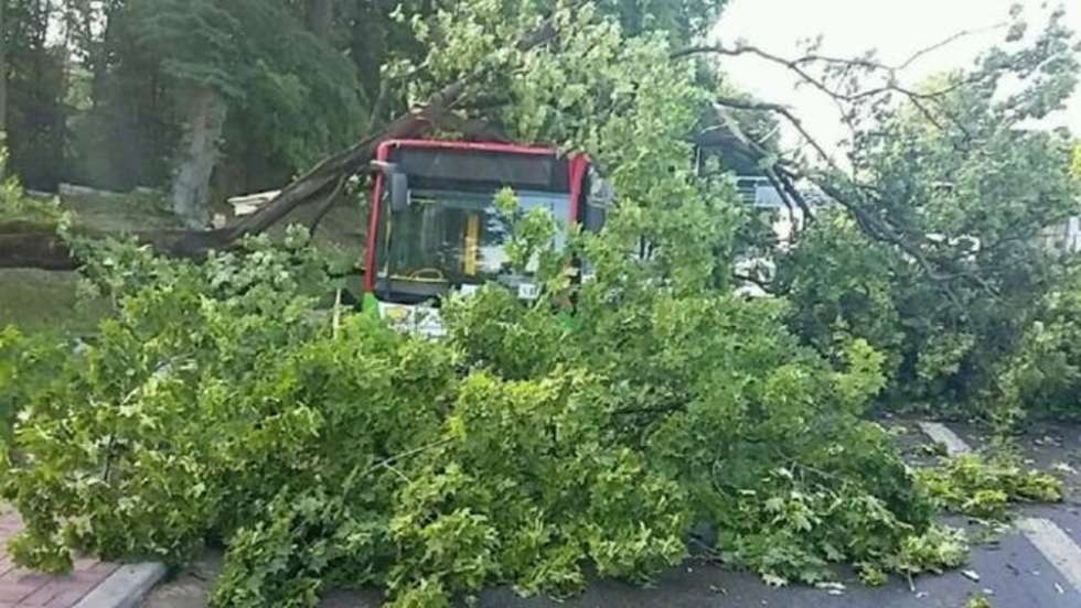  <p>Drzewo spadło na autobus na al. Warszawskiej</p>