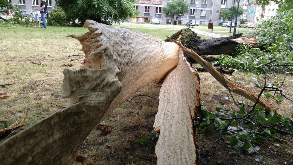  <p>Złamane drzewo na&nbsp;placu Kaczyńskiego</p>
