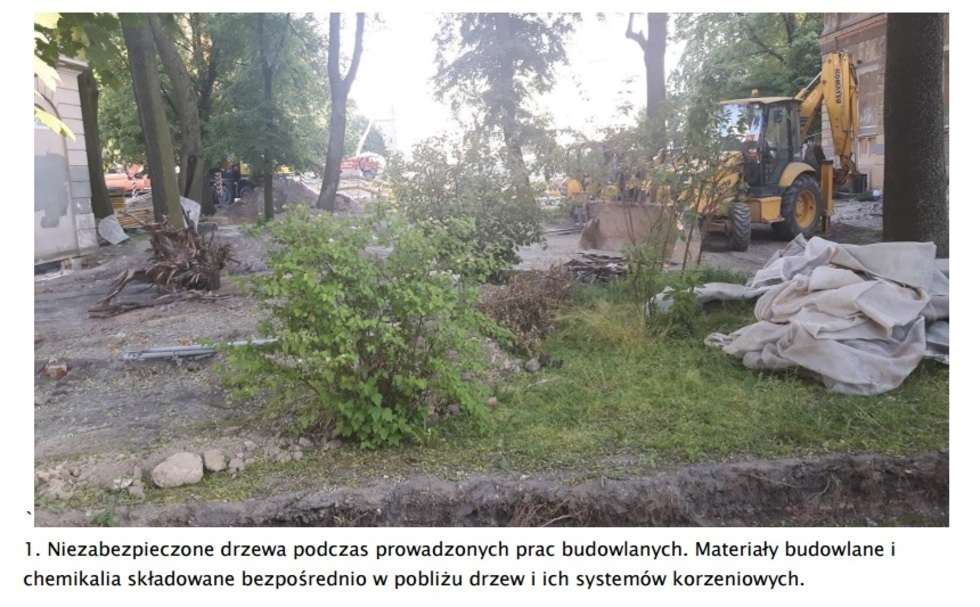  Drzewa na pl. Litewskim  - Autor: Rada Kultury Przestrzeni
