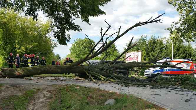 Drzewo spadło na samochód na ul. Nałęczowskiej