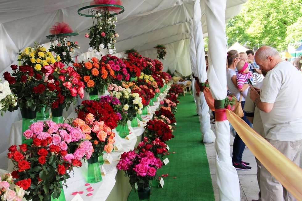  Święto Róż w Końskowoli (zdjęcie 20) - Autor: UG Końskowola