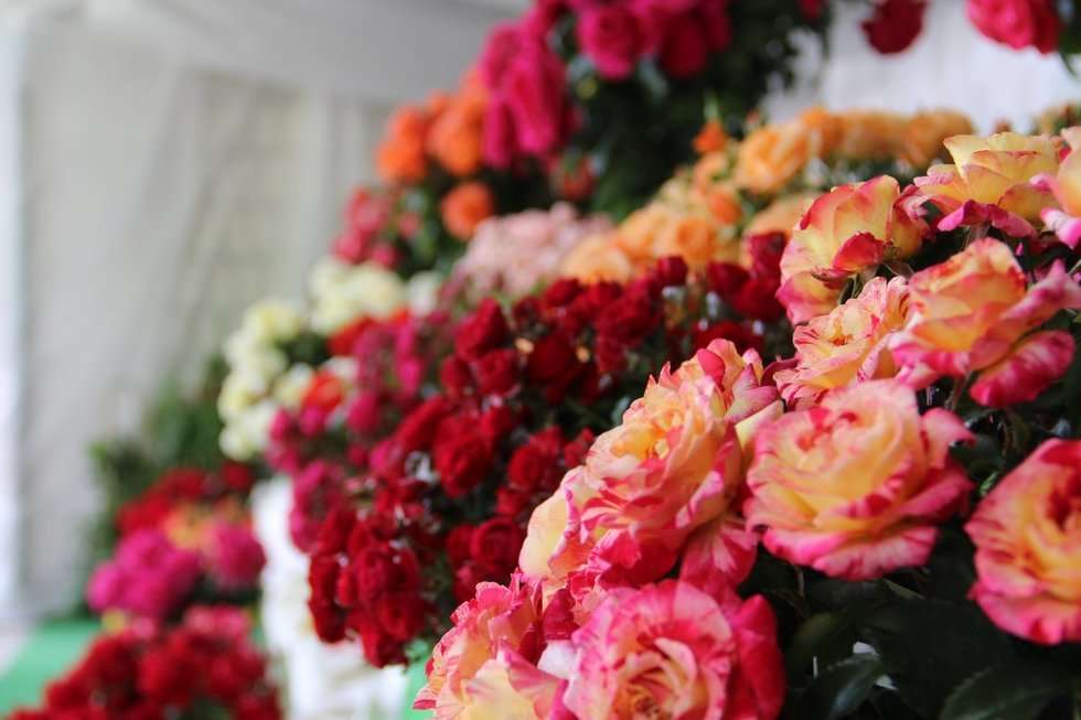  Święto Róż w Końskowoli (zdjęcie 18) - Autor: UG Końskowola