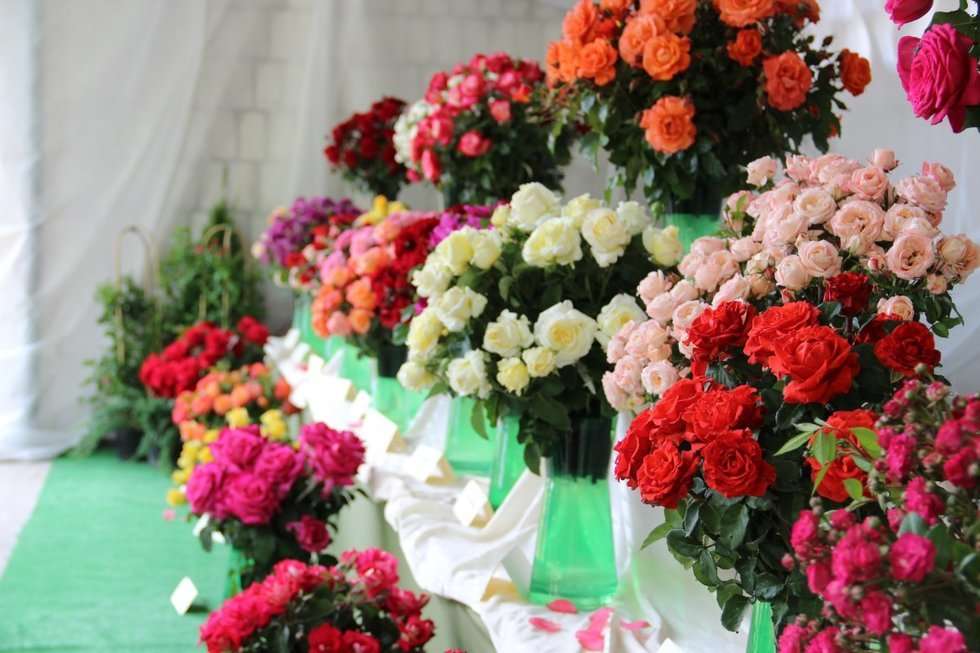  Święto Róż w Końskowoli (zdjęcie 25) - Autor: UG Końskowola