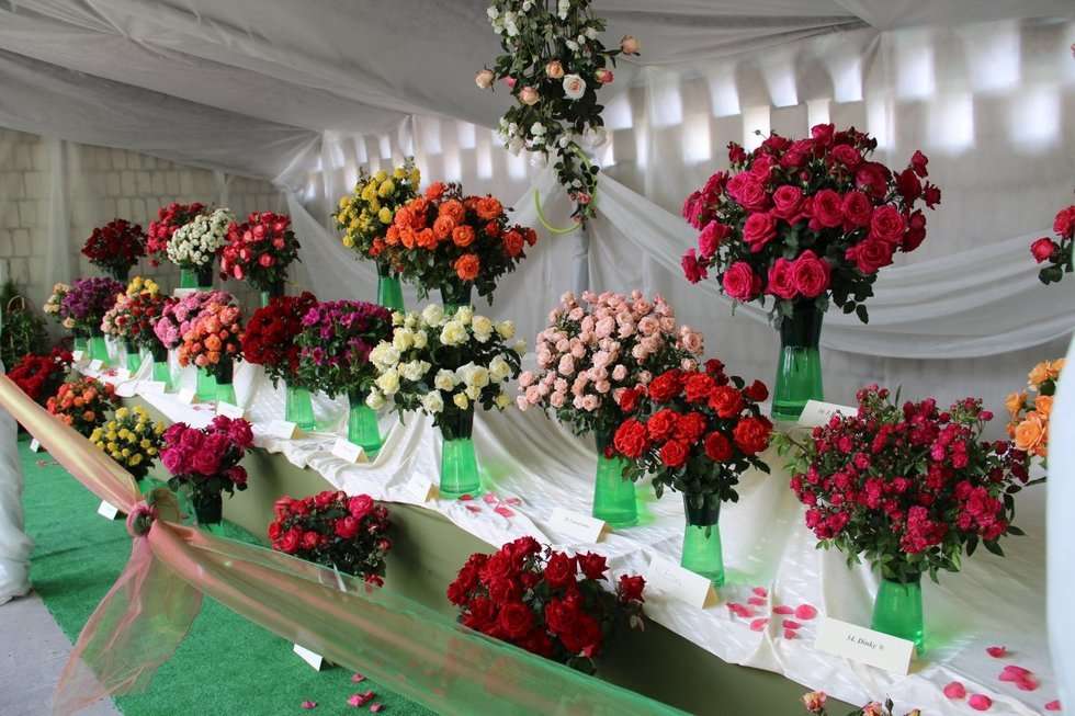  Święto Róż w Końskowoli (zdjęcie 22) - Autor: UG Końskowola