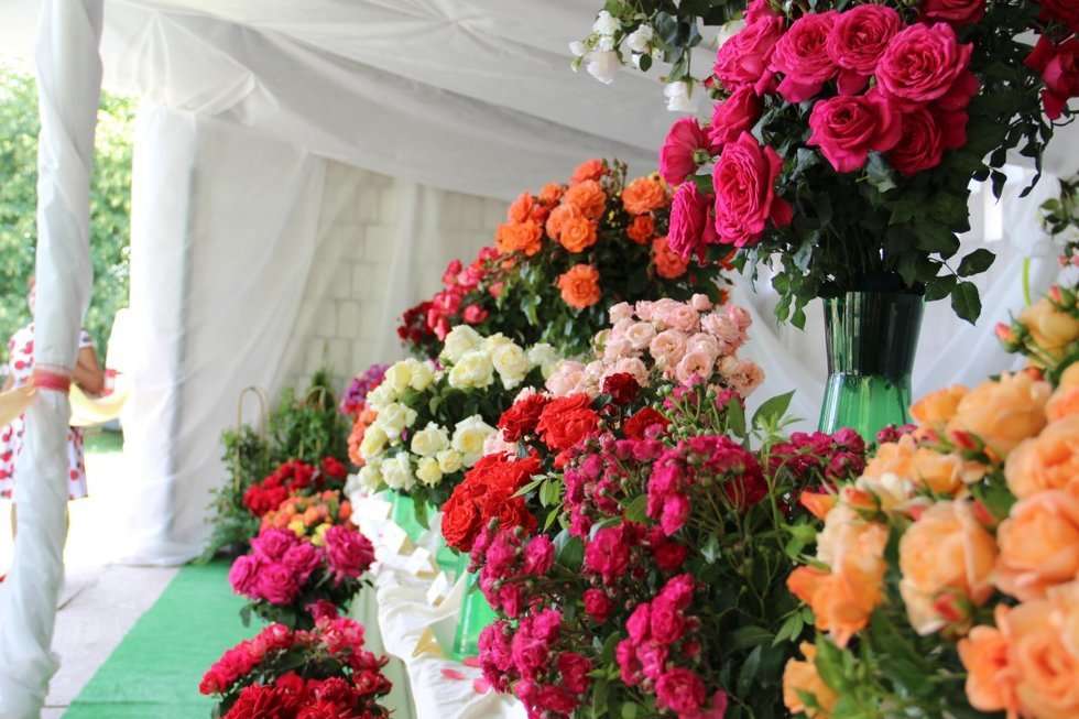  Święto Róż w Końskowoli (zdjęcie 19) - Autor: UG Końskowola