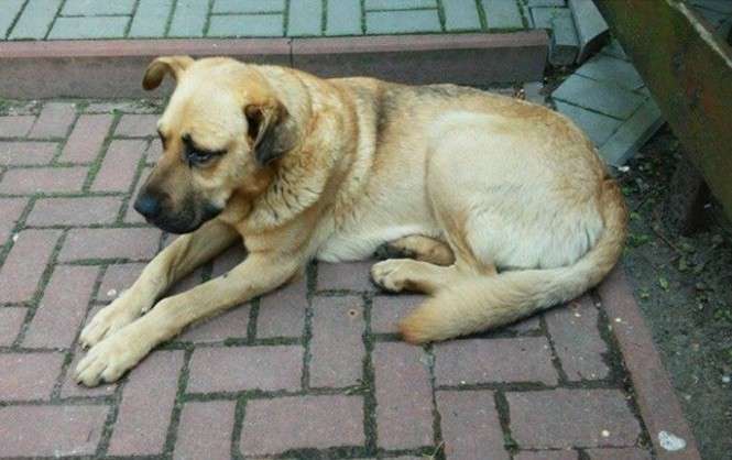 <p class="Normal">Brutus to 5&shy;6 letni duży pies. Został znaleziony 10.07.2016 r. w Świdniku. Piesek jest trochę wychudzony ale poza tym zadbany (czysta sierść i uszy). Jest psem bardzo spokojnym i zr&oacute;wnoważonym. Ładnie chodzi na smyczy, nie reaguje na zaczepki innych ps&oacute;w. Przyjazny wobec ludzi i ufny.</p>