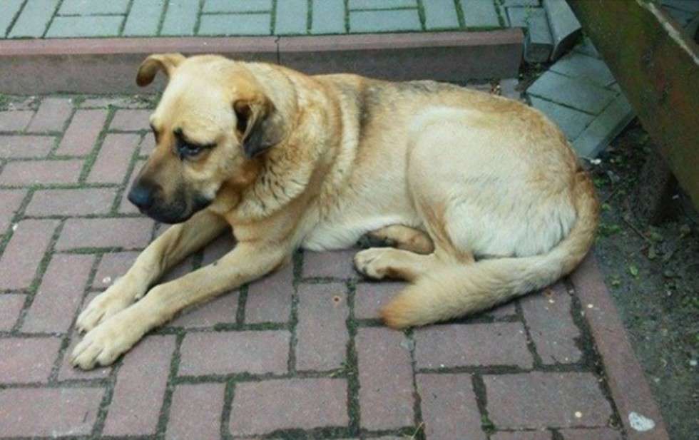  <p class="Normal">Brutus to 5&shy;6 letni duży pies. Został znaleziony 10.07.2016 r. w Świdniku. Piesek jest trochę wychudzony ale poza tym zadbany (czysta sierść i uszy). Jest psem bardzo spokojnym i zr&oacute;wnoważonym. Ładnie chodzi na smyczy, nie reaguje na zaczepki innych ps&oacute;w. Przyjazny wobec ludzi i ufny.</p>