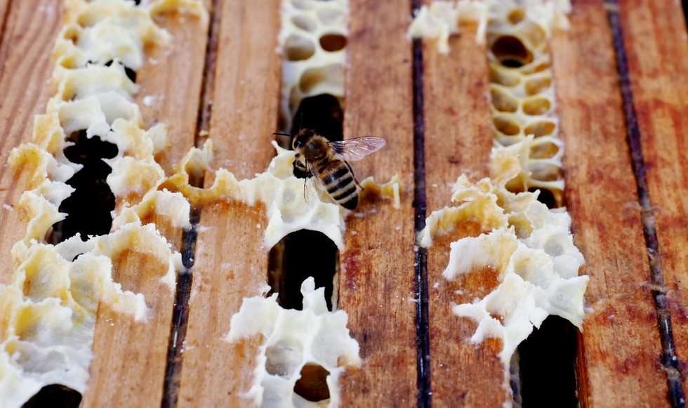  Pszczoły na dachach KUL-u (zdjęcie 8) - Autor: Fot Dorota Awiorko