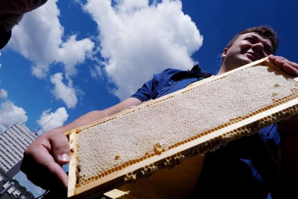  Pszczoły na dachach KUL-u (zdjęcie 10) - Autor: Fot Dorota Awiorko