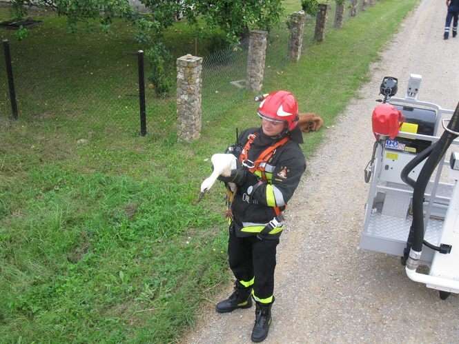 Strażacy uratowali boćka - Autor: Straż pożarna Włodawa
