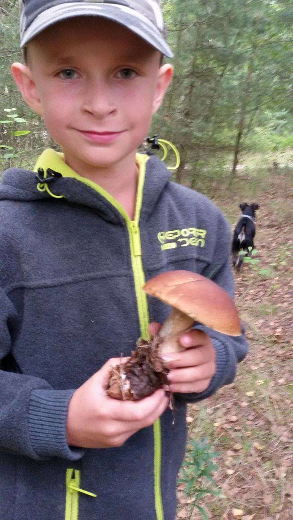  <p>Takie grzyby znalazła pani Agata z synem w lasach w Wąwolnicy</p>
