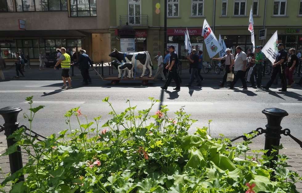  Protest producentów mleka (zdjęcie 7) - Autor: Wojciech Nieśpiałowski