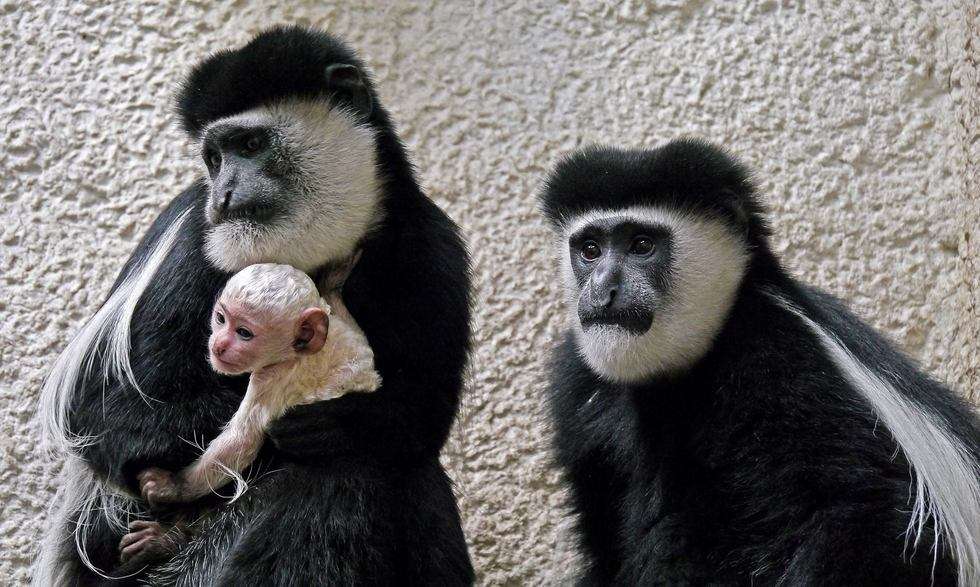  Gereza urodziła się w zamojskim zoo (zdjęcie 1) - Autor: Zoo w Zamościu