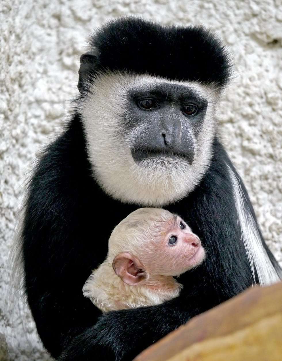  Gereza urodziła się w zamojskim zoo (zdjęcie 3) - Autor: Zoo w Zamościu