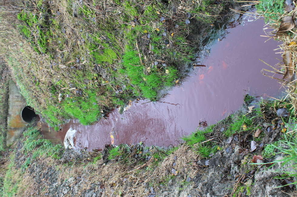  Krew z ubojni popłynęła do Wisły (zdjęcie 2) - Autor: Radosław Szczęch