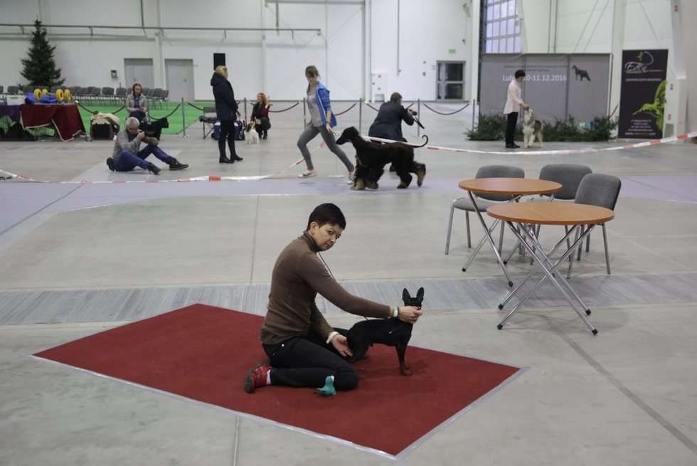  Wystawa psów (zdjęcie 24) - Autor: Wojciech Nieśpiałowski