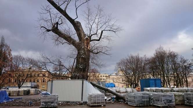 Połamany Baobab 