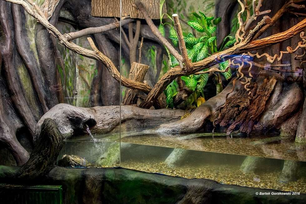  Egzotyczny i niebezpieczny żółw trafił do zoo w Zamościu (zdjęcie 4) - Autor: Bartek Gorzkowski