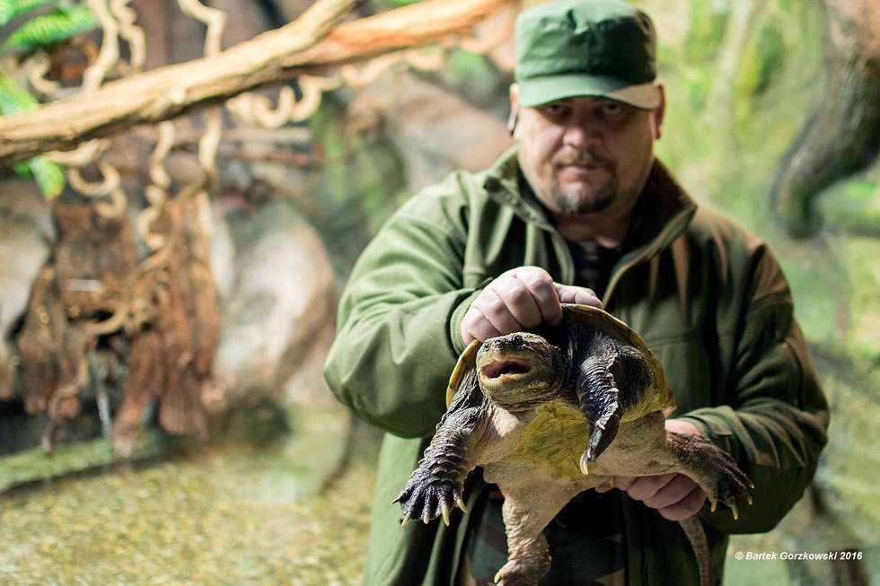  Egzotyczny i niebezpieczny żółw trafił do zoo w Zamościu (zdjęcie 3) - Autor: Bartek Gorzkowski