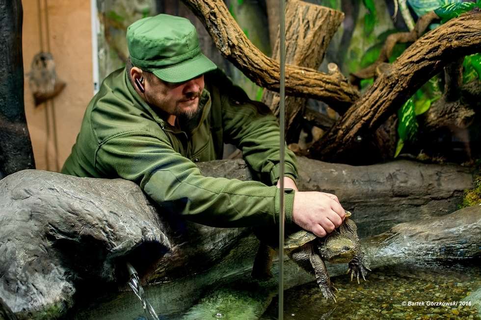  Egzotyczny i niebezpieczny żółw trafił do zoo w Zamościu (zdjęcie 2) - Autor: Bartek Gorzkowski