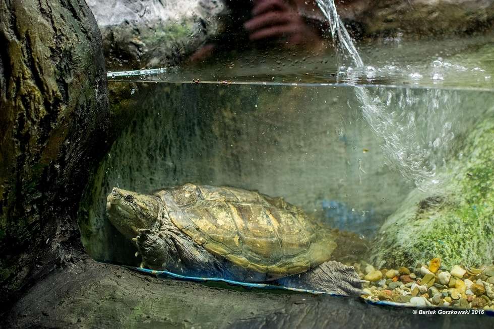  Egzotyczny i niebezpieczny żółw trafił do zoo w Zamościu (zdjęcie 6) - Autor: Bartek Gorzkowski